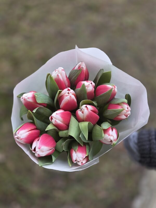 Biało-różowe tulipany